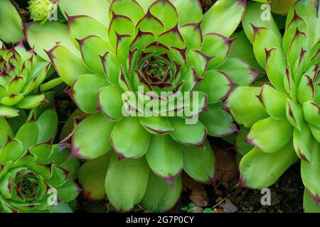 Sempervivum Verde Stockfoto