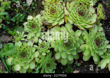 Sempervivum Verde Stockfoto