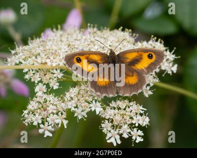 Ein männlicher Gatekeeper Butterfly, auch bekannt als Hedge Brown (Pyronia tithonus), ernährt sich von weißen Blüten. Stockfoto