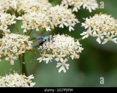 Eine gewöhnliche grüne Flaschenfliege (Lucilia sericata), die auf weißen Blüten ruht. Stockfoto