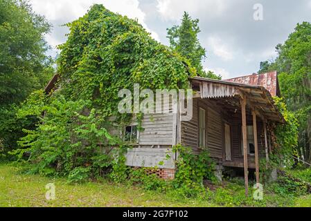 Weinreben verschlingen ein altes Holzhaus in Ft. White, Florida. Stockfoto