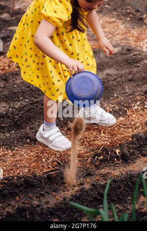 Das Mädchen gießt Dünger und Sand auf ein Bett mit Gemüse im Garten, das Mädchen hilft bei der Pflanzung von Pflanzen an ihren Eltern an einem sonnigen Frühlingstag Stockfoto