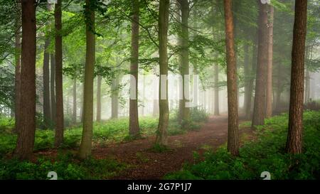 Ein Hauch von Nebel an einem feuchten Sommermorgen im Chevin Forest Park, Otley, lässt diese Waldszene in lebhaften Grüntönen erstrahlen. Stockfoto