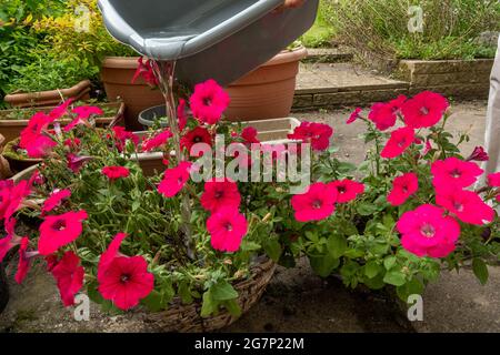 Bewässerung von Pflanzen im Garten mit einer Schüssel Spülwasser, um Wasser während einer Sommertrockenheit zu sparen, Großbritannien Stockfoto