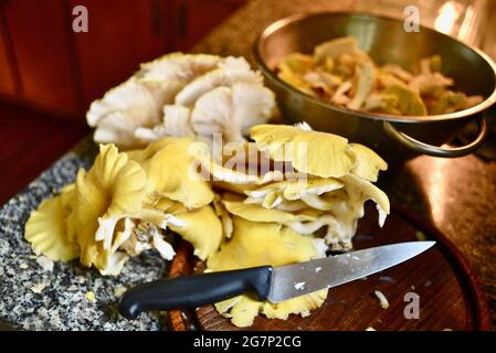 Wilde, genießbare und leckere goldene Austernpilze (Pleurotus citrinopileatus), die auf der Küchentheke in Browntown, Wisconsin, USA, gewaschen und geschnitten werden Stockfoto