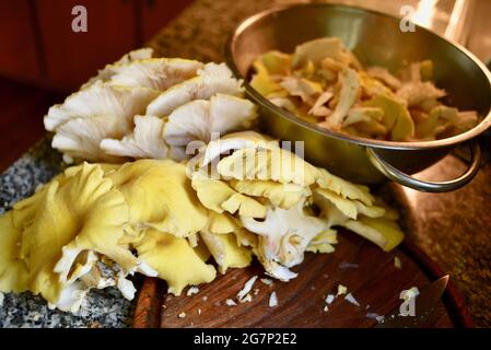 Wilde, genießbare und leckere goldene Austernpilze (Pleurotus citrinopileatus), die auf der Küchentheke in Browntown, Wisconsin, USA, gewaschen und geschnitten werden Stockfoto