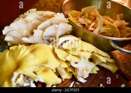 Wilde, genießbare und leckere goldene Austernpilze (Pleurotus citrinopileatus), die auf der Küchentheke in Browntown, Wisconsin, USA, gewaschen und geschnitten werden Stockfoto