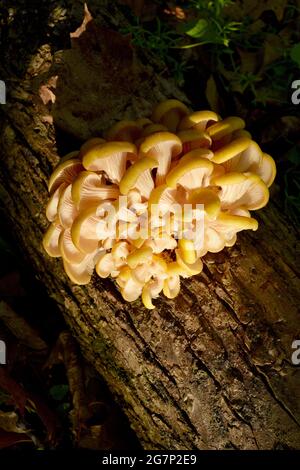 Wilde, essbare und leckere goldene Austernpilze (Pleurotus citrinopileatus) in einem Wald und wächst auf Laubholz, Browntown, Wisconsin, USA Stockfoto