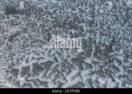 Risse und vertrocknetes Holz auf der Oberfläche eines ausgetrockneten Sees im trockenen Klima. Rissige Oberfläche am Bett eines getrockneten Sees. Klimawandel Auswirkungen menschlicher Störungen auf die Natur. Stockfoto