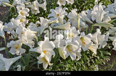 Osterlilien 'Lilium longiflorum' blühen auf dem Feld. Stockfoto