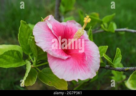 Hibisuc Fowers oder Shoe Flower in Vielfalt einzigartige Farbkombination aus hellrosa Blütenblättern mit Schattierungen von Rot und Dunkelrosa. Rosa Filamente, Gelbe Anther Stockfoto