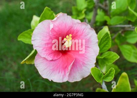 Hibisuc Fowers oder Shoe Flower in Vielfalt einzigartige Farbkombination aus hellrosa Blütenblättern mit Schattierungen von Rot und Dunkelrosa. Rosa Filamente, Gelbe Anther Stockfoto