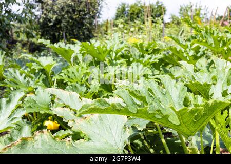 Große Blätter der Zucchini-Pflanze in der Nähe im grünen Hausgarten am Sommertag Stockfoto