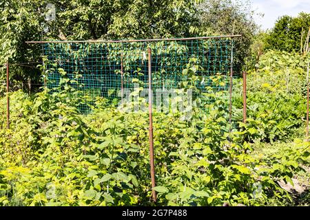 Grüner Hausgarten am Hinterhof des Dorfhauses am sonnigen Sommertag Stockfoto