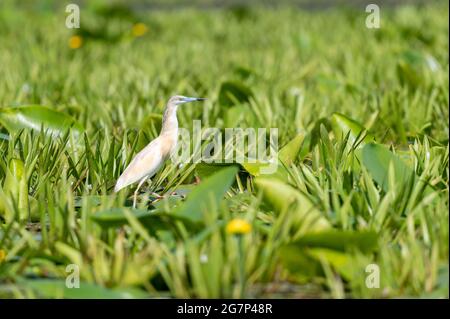 Raureiher im Donaudelta, Rumänien [Ardeola ralloides] Stockfoto