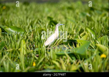 Raureiher im Donaudelta, Rumänien [Ardeola ralloides] Stockfoto