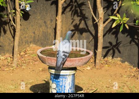 Steintaubenvögel Trinkwasser aus irdenen Wasser Feeder Topf während der Sommersaison. Durstige Vogel Trinkwasser in Indien im Haus Stockfoto