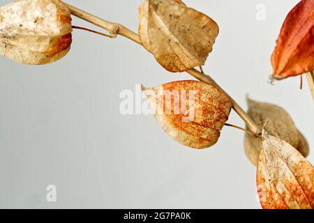 Trockene Alkekengi-Laternen. Bried blüht Physalis Stachelbeere. Heimtextilien. Handverlesener filigraner Ast. Boho Bouquet. Pädagogisches Stillleben für das Zeichnen Stockfoto