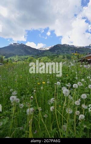 Wanderung zum Helischopf mit Blick auf die Berner Alpen entlang der schwarzen Lütschine Stockfoto