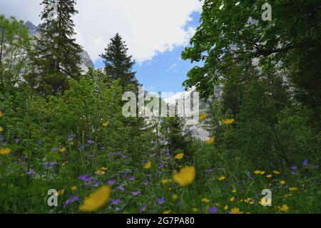 Wanderung zum Helischopf mit Blick auf die Berner Alpen entlang der schwarzen Lütschine Stockfoto