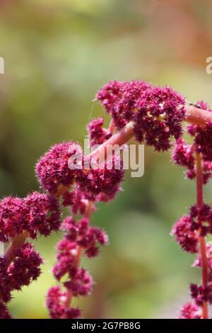 Nahaufnahme von schönen Blutsamantblüten (Amaranthus cruentus) auf verschwommenem grünem Hintergrund Stockfoto