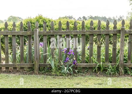 Alte und rustikale Holzpfählen Hinterhof Zaun mit viel Grün und lila Blumen Stockfoto
