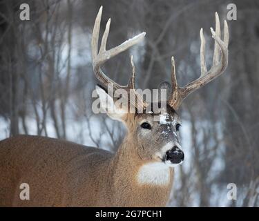 Weißschwanz-Hirschbock mit Schnee auf seinem Gesicht im Winter (Odocoileus virginianus) Stockfoto