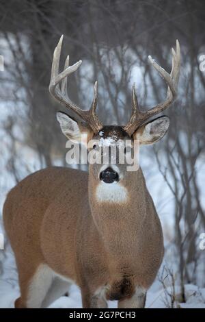 Weißschwanz-Hirschbock mit Schnee auf seinem Gesicht im Winter (Odocoileus virginianus) Stockfoto