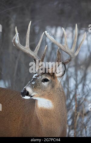 Weißschwanz-Hirschbock mit Schnee auf seinem Gesicht im Winter (Odocoileus virginianus) Stockfoto