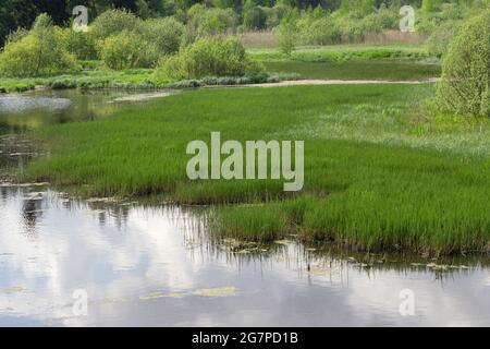 Überwucherter See oder Teich. Schöne Landschaft mit See am Sommertag. Stockfoto