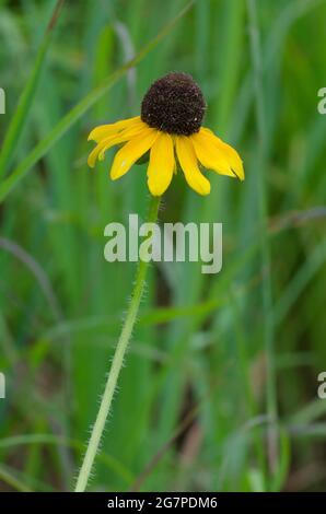 Sonnenhut, Rudbeckia hirta Stockfoto