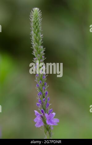 Sumpf Verbena, Verbena hastata Stockfoto