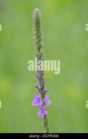 Sumpf Verbena, Verbena hastata Stockfoto