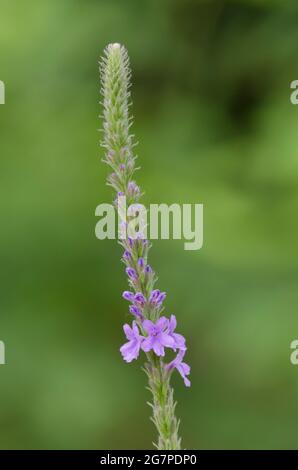 Sumpf Verbena, Verbena hastata Stockfoto