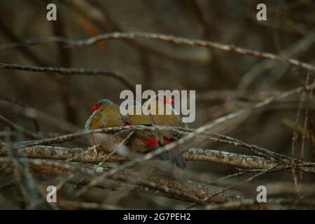 Rot gebräunter Finkenvögel, der in einem Baum sitzt. Stockfoto