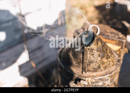 Detail eines Arbeites, um die Bienen zu betäuben, um sie zu beruhigen und ohne Stangen arbeiten zu können Stockfoto