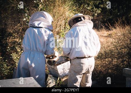 Zwei Imker nutzen den Bienenraucherin, um die Bienen zu beruhigen und zu betäuben, indem sie an einem sonnigen Tag Rauch über den Bienenstock blasen Stockfoto