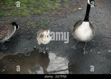 Süsse Kanadagans und ein Gänse, die zum See laufen Stockfoto