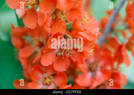 Rote Blüten eines Quitte-Apfels aus nächster Nähe. Schöner Obstbaum im Garten. Sommer floralen Hintergrund. Selektiver Fokus. Stockfoto