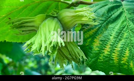 Nahaufnahme von grünen, rohen Haselnüssen auf einem Baum, umgeben von grünen Blättern Stockfoto