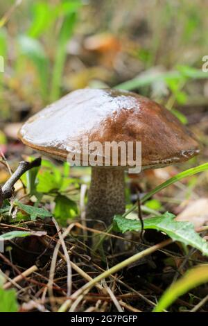 Grober Boletus oder leccinum scabrum closeup. Brauner Kappenpilz oder Birkenpilz im Wald. Essbarer Pilz. Stockfoto