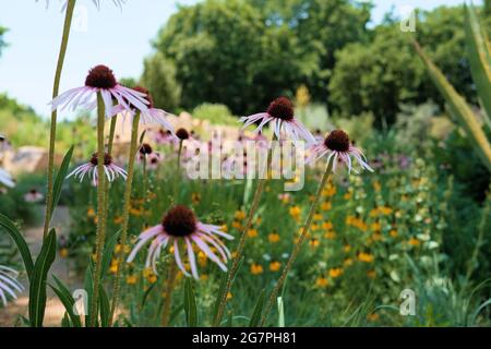 Echinacea purpurea Flowers, eine nordamerikanische Blütenpflanze aus der Familie der Sonnenblumen, wird für medizinische Zwecke in der traditionellen Medizin verwendet. Stockfoto