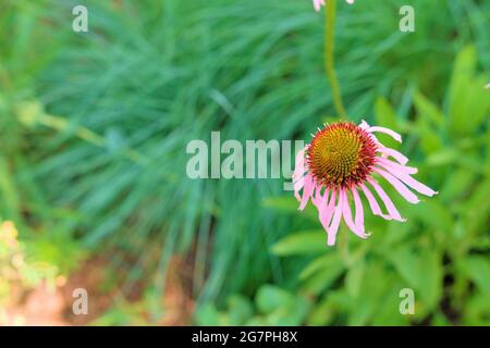 Echinacea purpurea Flower, eine nordamerikanische Blütenpflanze aus der Familie der Sonnenblumen, die für medizinische Zwecke in der traditionellen Medizin verwendet wird. Stockfoto