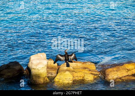 Ausgewachsener Australischer Darter trocknet seine Flügel in der Sonne nach einem Bad am Balmoral Beach, Mosman, Sydney, Australien. Goldene Felsen und blaues Wasser auf einer s Stockfoto