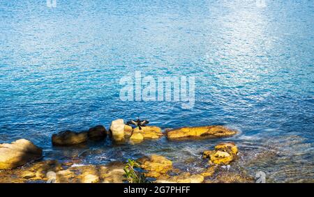 Ausgewachsener Australischer Darter trocknet seine Flügel in der Sonne nach einem Bad am Balmoral Beach, Mosman, Sydney, Australien. Goldene Felsen und blaues Wasser auf einer s Stockfoto