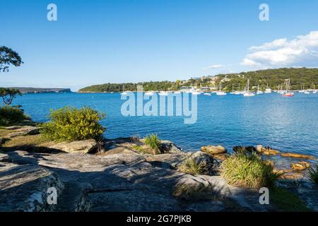 Blick auf Sydney Heads von der Insel am Balmoral Beach mit einheimischen Wattieren und Gräsern auf Felsen im Vordergrund Stockfoto