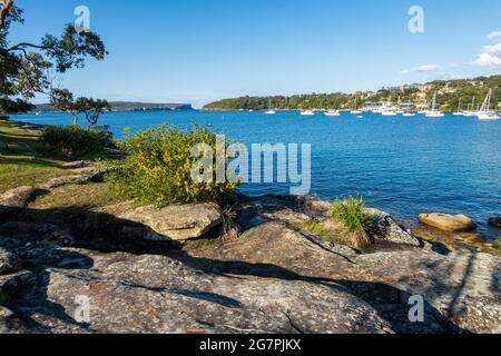 Blick auf Sydney Heads von der Insel am Balmoral Beach mit einheimischen Wattieren und Gräsern auf Felsen im Vordergrund Stockfoto