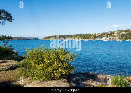 Blick auf Sydney Heads von der Insel am Balmoral Beach mit einheimischen Wattieren und Gräsern auf Felsen im Vordergrund Stockfoto