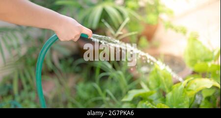 Handsprühwasser gießt aus einem Gartenschlauch auf den Spling für die Freizeitbeschäftigung und kümmert sich um den Baum im Garten. Stockfoto