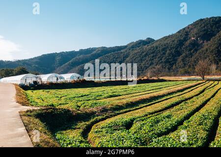 Hoeryongpo Landdorf in Yecheon, Korea Stockfoto